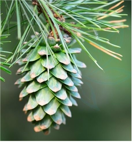 红松球果